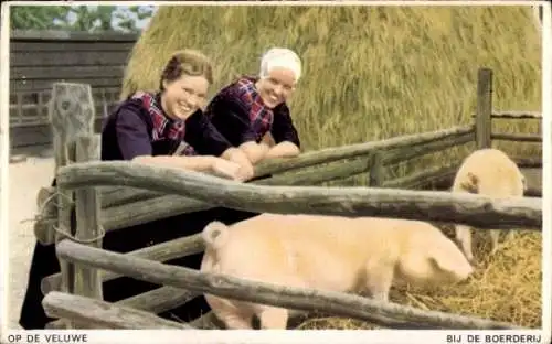 Ak Hoge Veluwe Gelderland Niederlande, Bäuerinnen in Tracht, Schweine