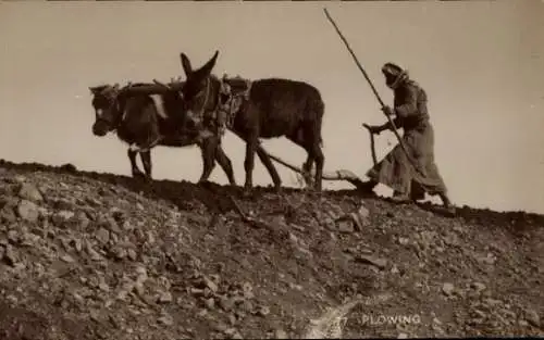 Ak Israel, Pflügen, Esel-Kuh Pflug