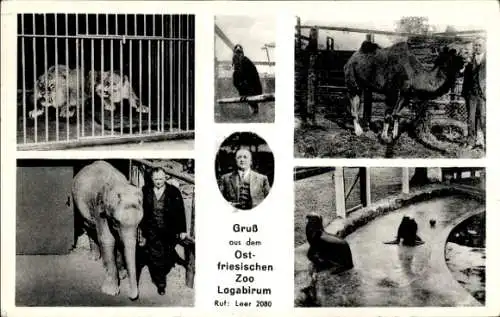 Ak Logabirum Leer, Ostfriesischer Zoo, Elefant, Kamel, Löwen, Robben