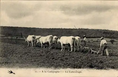 Ak Landwirtschaft, Pflug, Rinder, Bauer