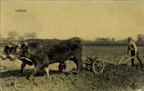 Ak Landwirtschaft, Pflug, Rinder, Bauer