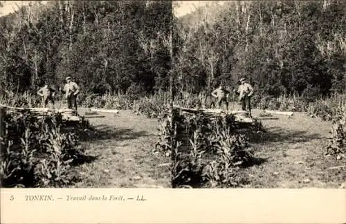 Stereo Ak Tonkin Vietnam, Arbeit im Wald