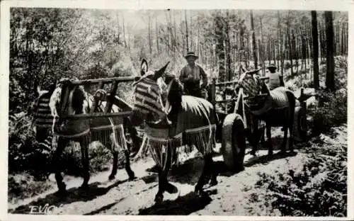 Ak Wald, Attelage de mules en ete