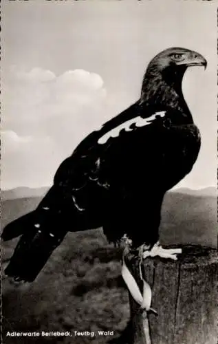 Ak Berlebeck Detmold im Teutoburger Wald, Adlerwarte, Kaiseradler Sascha