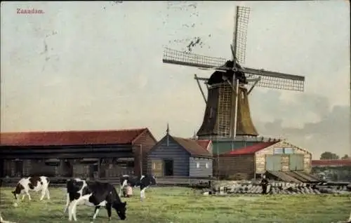 Ak Zaandam, Ortspartie, Windmühle, Kühe