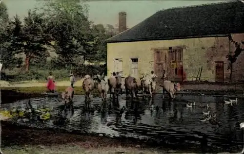 Ak Bauernhof, Rinder im Wasser, Enten