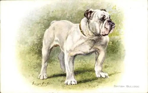 Künstler Ak Weiße Bulldogge, Tierporträt