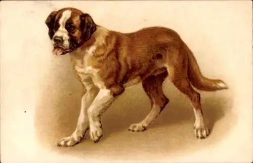 Litho Hund, Bernhardiner