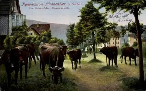 Ak Hahnenklee Bockswiese Goslar im Harz, Hahnenkleer Damenkapelle, Rinder