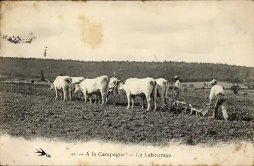 Ak Landwirtschaft, Pflug, Rinder, Bauern