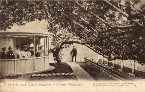 Ak Richmond upon Thames London England, Hampton Court Palace, Große Rebe