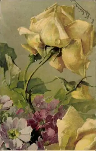 Künstler Litho Klein, Catharina, Rosenblüte, Blumen