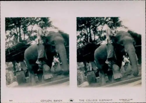 Stereo Foto Kandy Sri Lanka Ceylon, The College Elephant