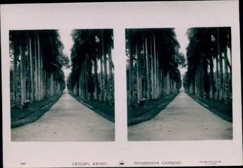 Stereo Foto Kandy Sri Lanka Ceylon, Peradeniya Gardens