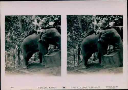 Stereo Foto Kandy Sri Lanka Ceylon, The College Elephant