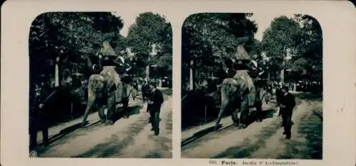 Stereo Foto Paris XVI, Elefant, Jardin d'Acclimatation