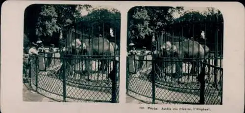 Stereo Foto Paris V, Elefant, Jardin des Plantes