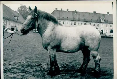 Foto Pferd auf einem Platz