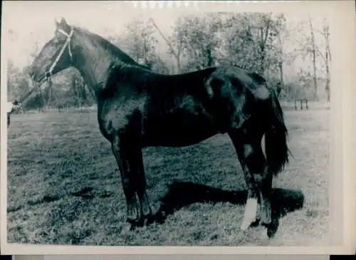 Foto Pferd auf einer Wiese