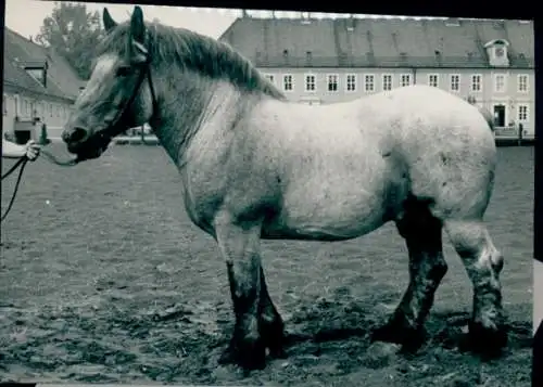 Foto Pferd auf einem Platz