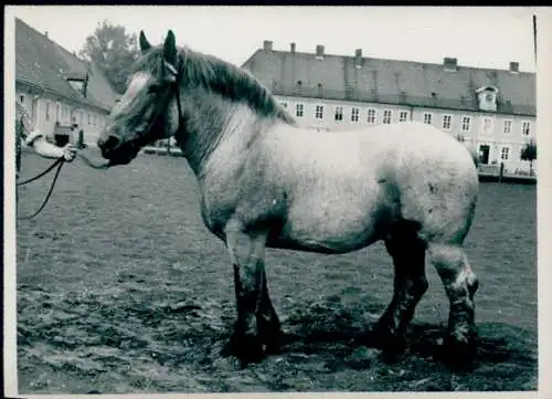 Foto Pferd auf einem Platz