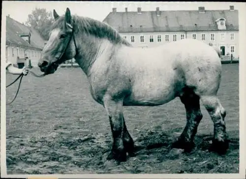 Foto Pferd auf einem Platz