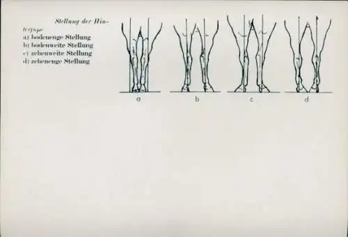 Foto Pferde, Stellung der Hinterbeine