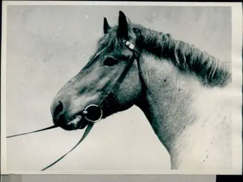 Foto Pferd mit Zaumzeug, Teilansicht