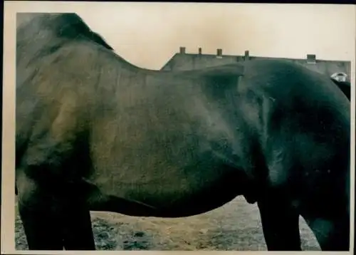 Foto Pferd, Teilansicht