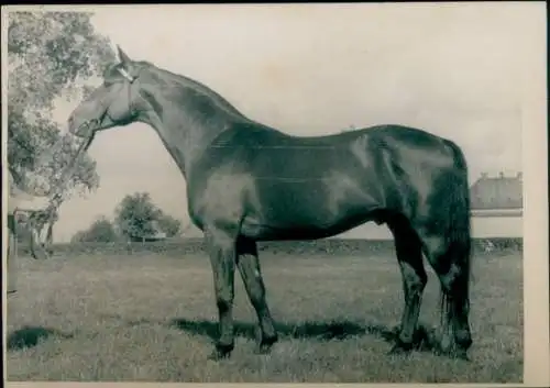 Foto Pferd auf einer Wiese