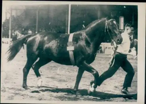 Foto Rassepferd bei einer Leistungsschau