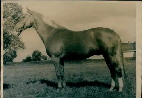 Foto Pferd auf einer Wiese