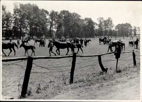 Foto Pferde auf der Weide, Fohlen