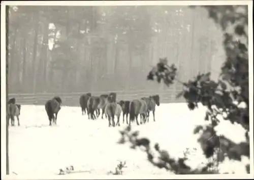 Foto Popielno Spirdingsee Polen, Pferde im Reservat, polnische Koniks, Winteransicht