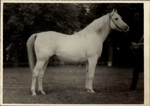 Foto Weißes Pferd auf einer Wiese