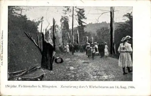 Ak Solingen Müngsten Westfalen, 150 jähr. Fichtenallee, Zerstörung durch Wirbelsturm am 14.08.1906