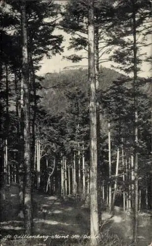 Ak Obernai Elsass Bas Rhin, Odilienberg Mont Sainte Odile, Wald