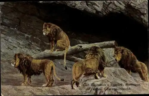 Ak Hamburg Eimsbüttel Stellingen, Carl Hagenbecks Tierpark, Offene Löwenschlucht