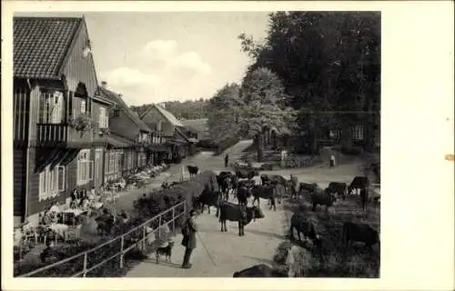 Ak Bad Harzburg am Harz, Molkenhaus, Pension