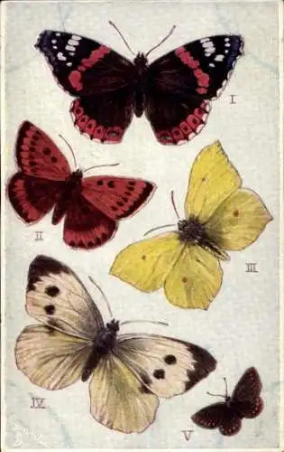 Präge Ak Buterflies on the Wing, Schmetterlinge, Red Admiral, Brimstone, Large White