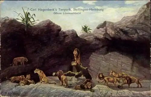 Ak Hamburg Eimsbüttel Stellingen, Carl Hagenbecks Tierpark, Offene Löwenschlucht