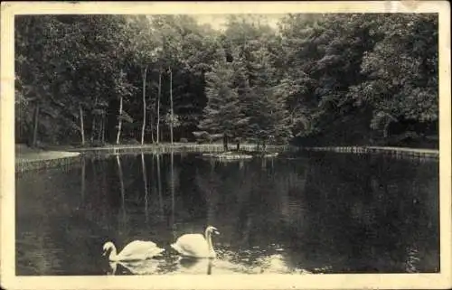 Ak Flensburg in Schleswig Holstein, Schwanenteich in der Marienhölzung