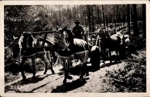 Ak Pontonx sur Adour Landes, Attelage de mules en ete