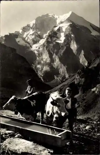 Ak Frutigen Kanton Bern, Am Bergbrunnen auf Allmenalp mit Balmhorn Altels, Rinder