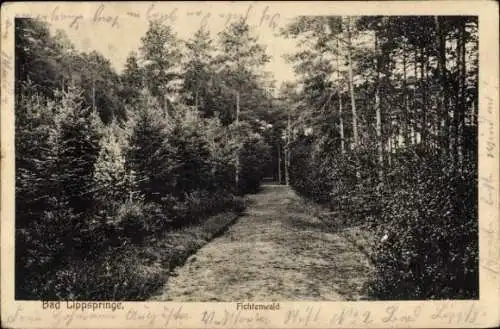 Ak Bad Lippspringe in Westfalen, Fichtenwald