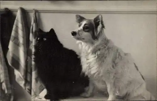 Foto Ak Schwarze Katze und Hund, Tierportrait