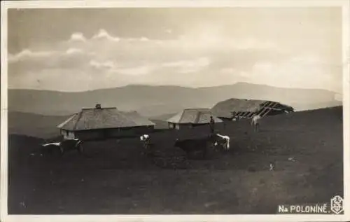 Foto Ak Polen, na Polonine, Alm im Gebirge, Kühe