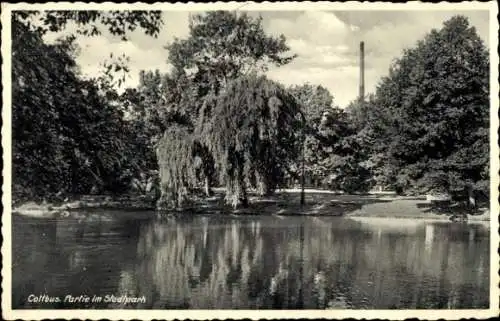 Ak Cottbus in der Niederlausitz, Stadtpark