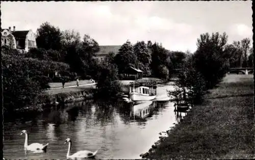 Ak Bad Kissingen Unterfranken Bayern, an der Saale, Schwäne, Boot