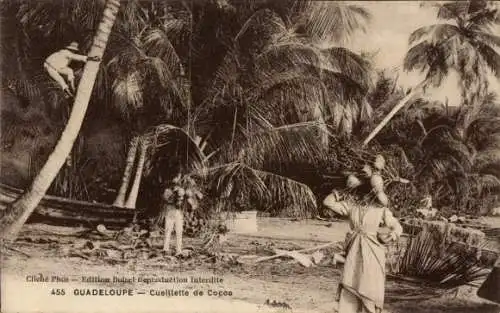 Ak Guadeloupe, Kokosnuss pflücken